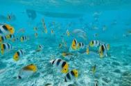 Swimming in a school of butterfly fish